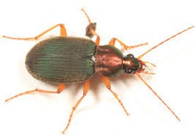 Chaelanius tricolor