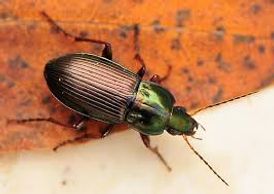 Poecilus lucublandus