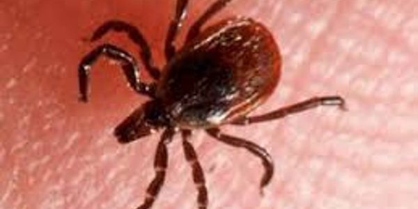 Black Legged Tick