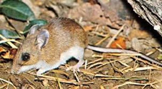 Deer Mouse