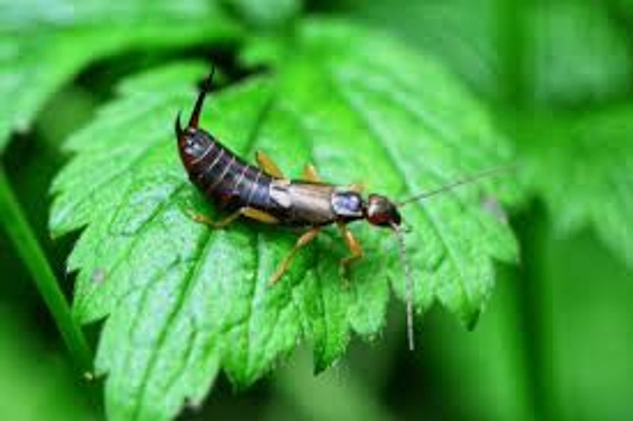 Earwig