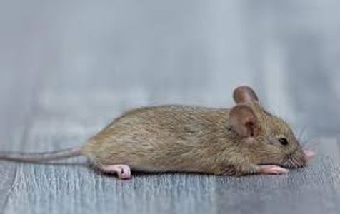 House Mouse