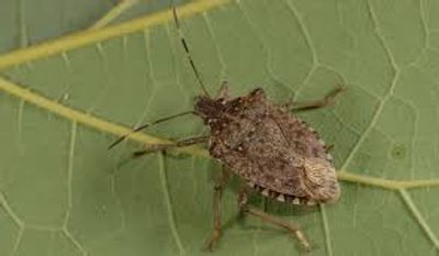 Brown Marmorated Stink Bug