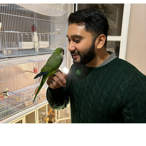 Quaker parrots, pet birds