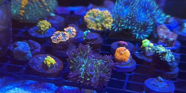

From Ricordea Yuma to Rhodactis, we offer a wide variety of mushroom corals for every reef enthusi