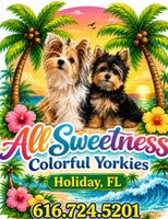 All sweetness yorkies