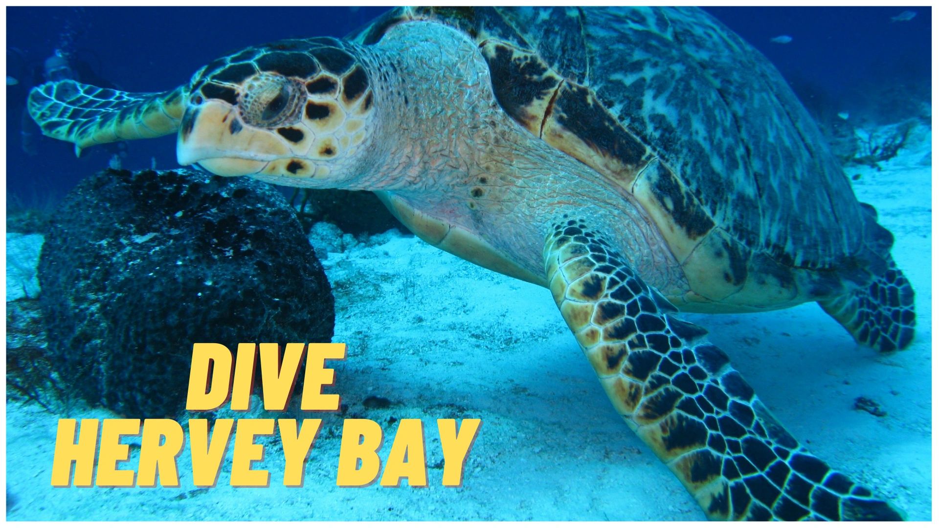Dive Hervey Bay Courses 