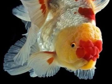 Close-up of a colorful fancy goldfish swimming against a dark background.