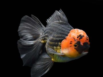 A black and orange goldfish with flowing fins against a black background.