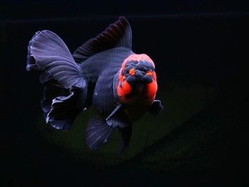 A black and red fancy goldfish swimming in dark water.
