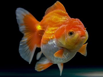 A vibrant orange and white goldfish swimming against a dark background.