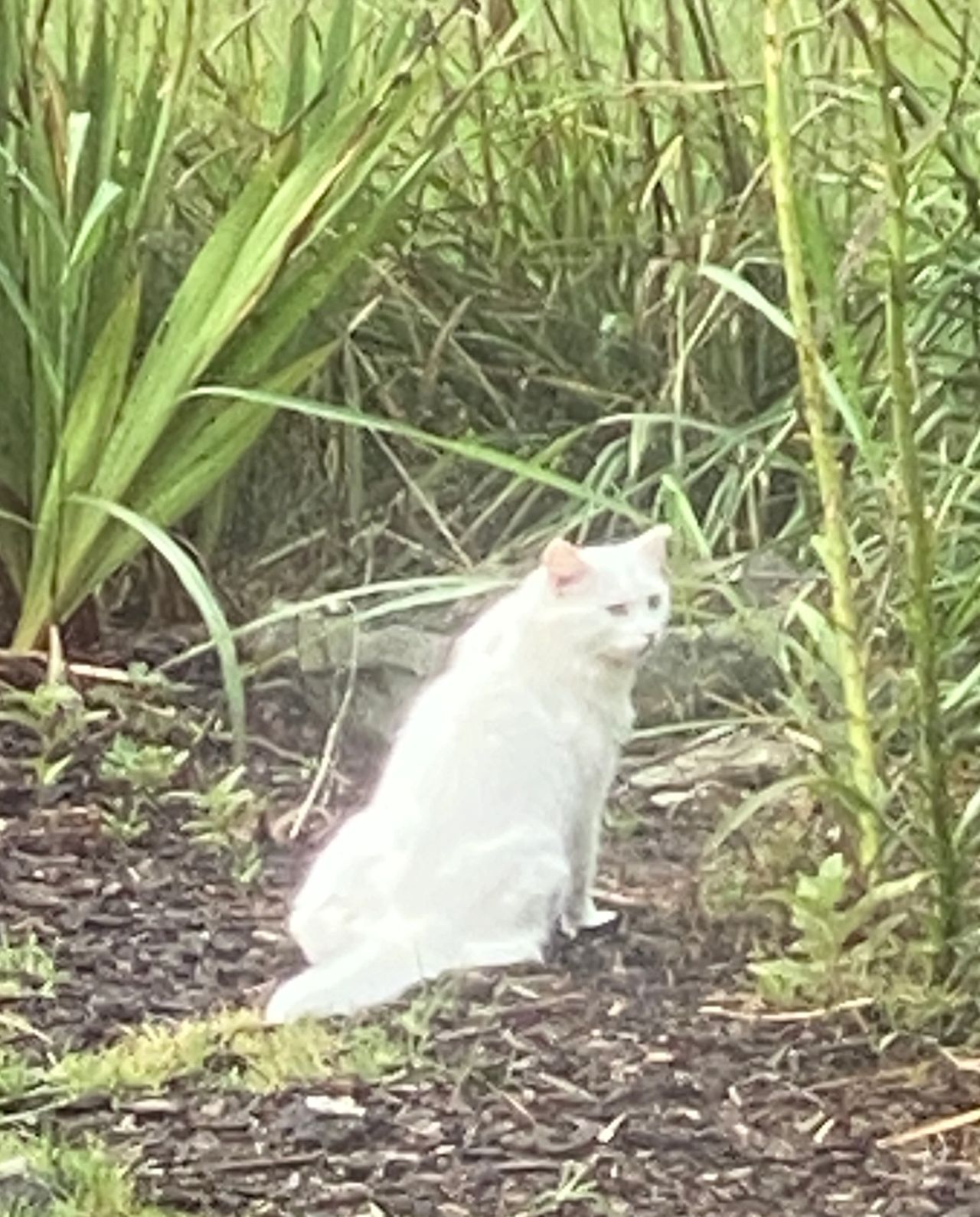 Brother Cat is a warrior at heart and while keeping his fur lush.