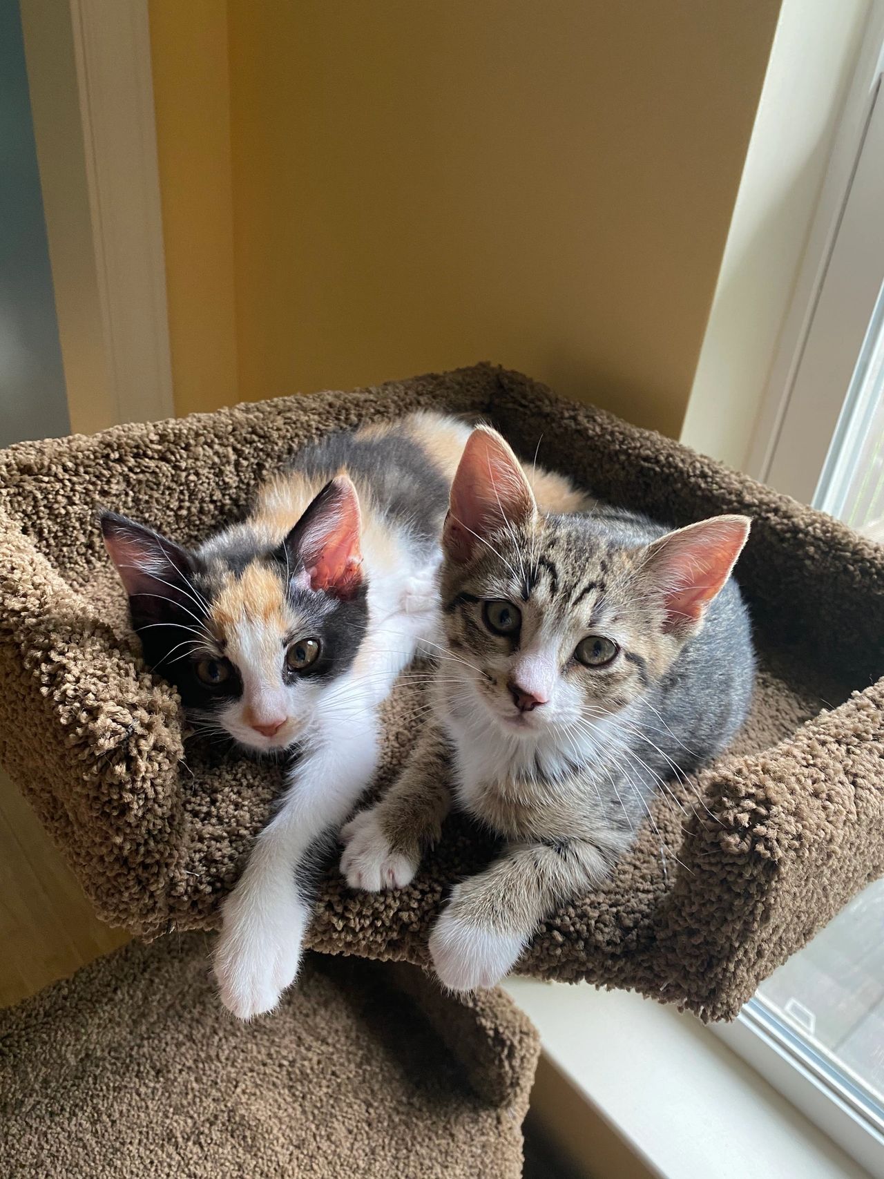 Gidget and Tigress as kittens