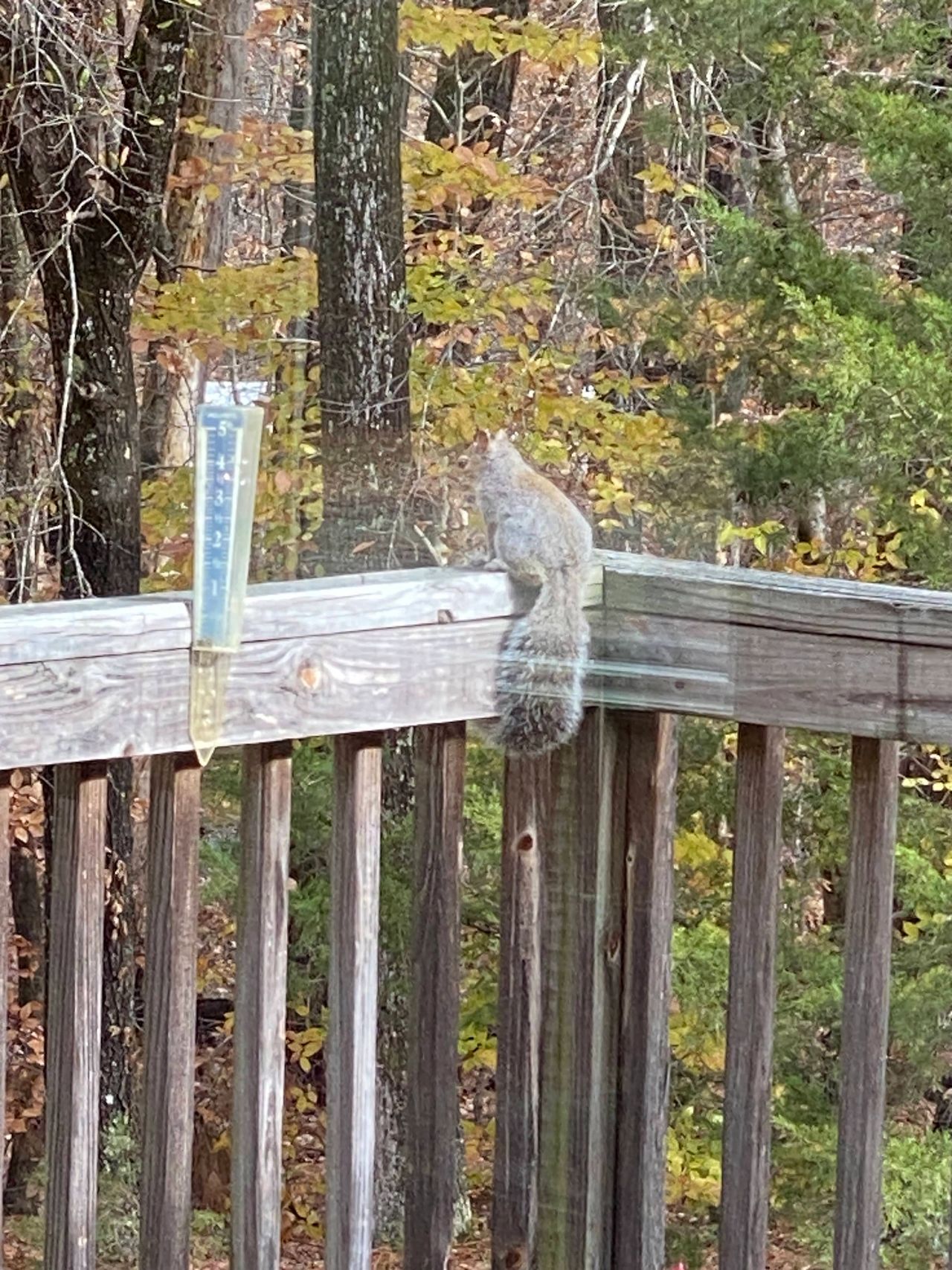 The squirrel is visiting