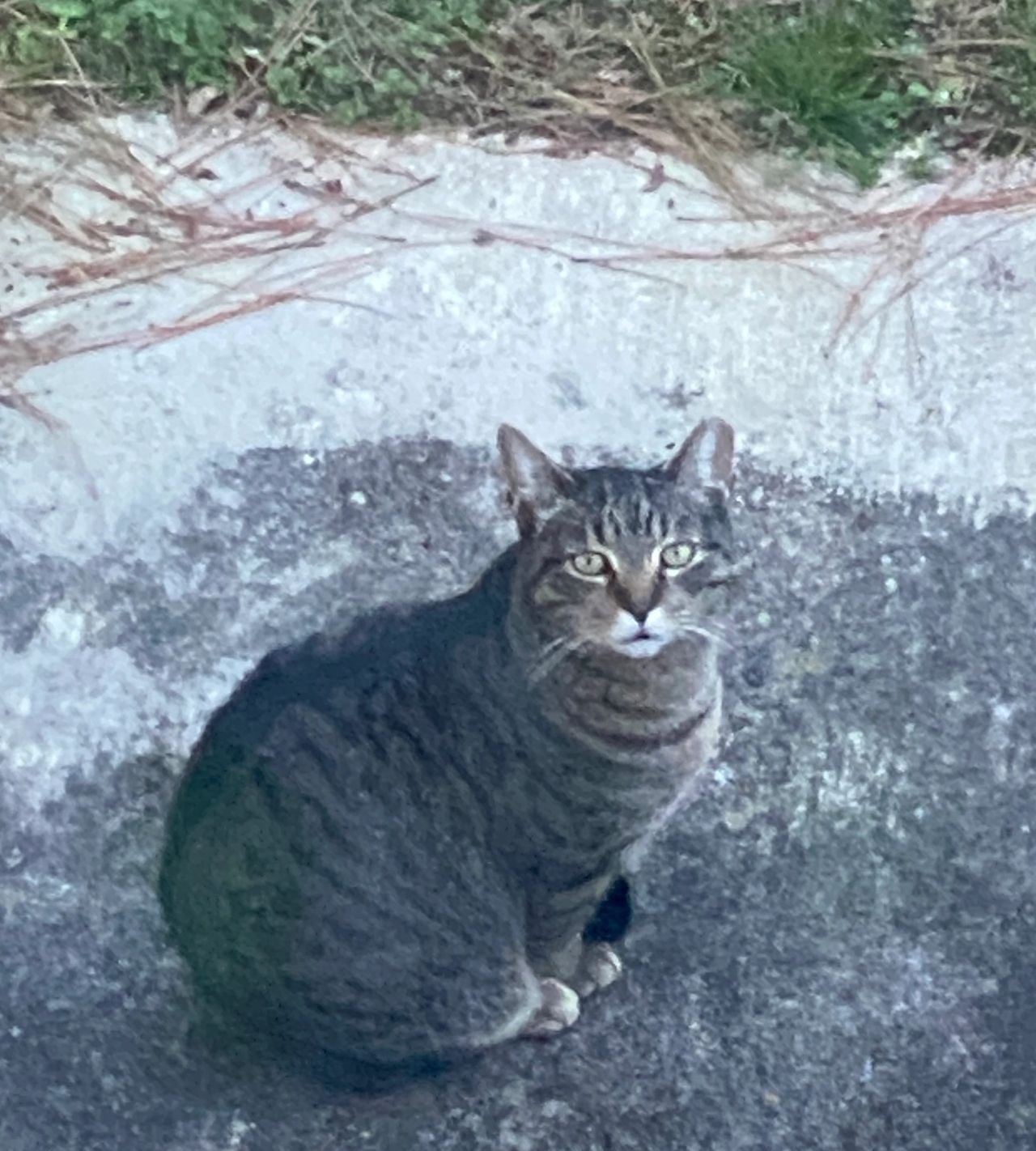 Mr. Thomas is the news source for the feral cat community.