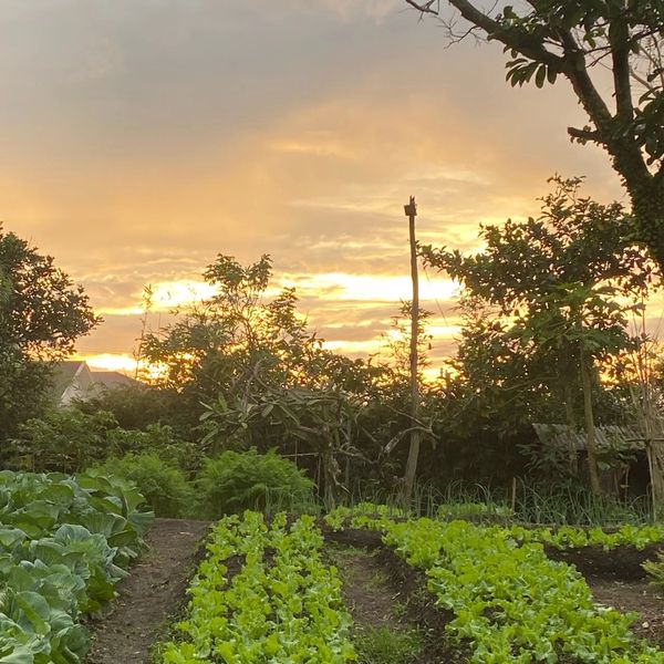 A vegetable garden at sunset with rows of leafy greens and trees.