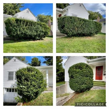 Hedge Trimming
