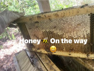 A beekeeper holding a honeycomb frame filled with honey.