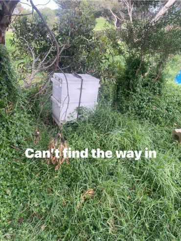 A white beehive box surrounded by dense greenery and tall grass.