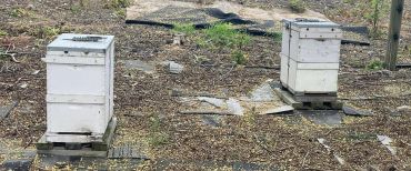 Two white beehives placed outdoors on a natural ground surface.