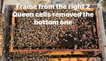 A beehive frame with bees and queen cells, one bottom queen cell removed.
