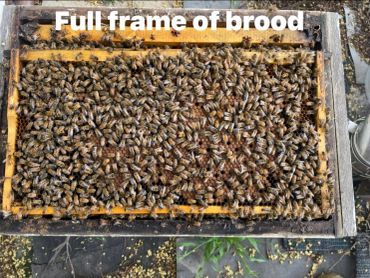 Close-up of a beehive frame densely covered with bees.