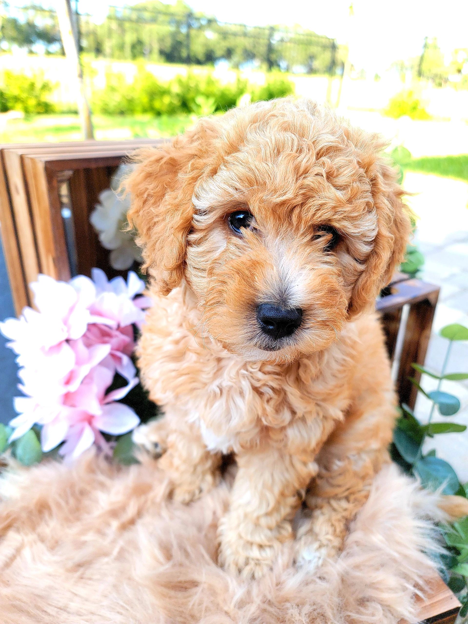 Your Whelper & Pricing