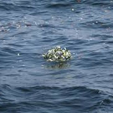 Sea burial