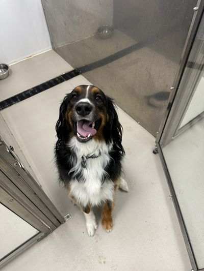 A happy dog relaxing comfortably in a clean boarding kennel at Fox Ridge Veterinary Service in Will