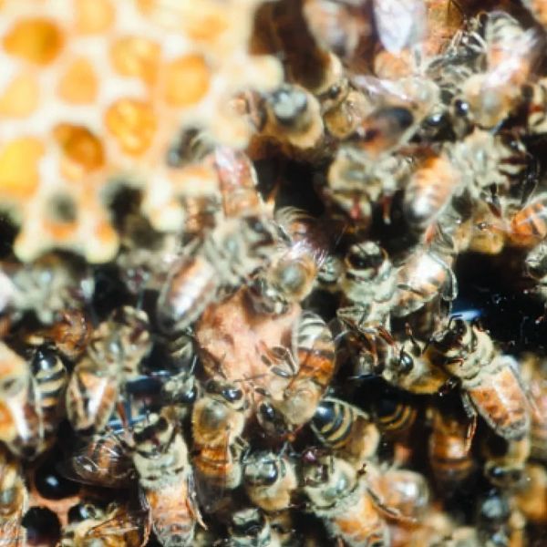 Close-up of honeybees working on a honeycomb.