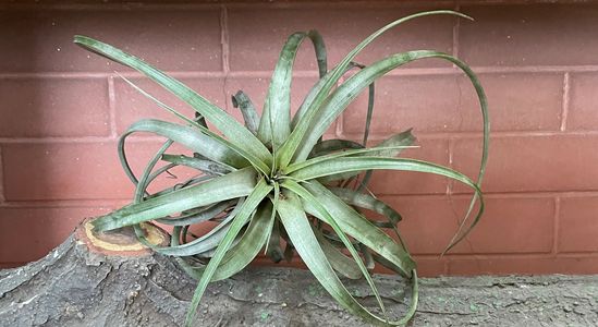 Giant Air plant 