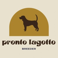 Pronto Lagotto