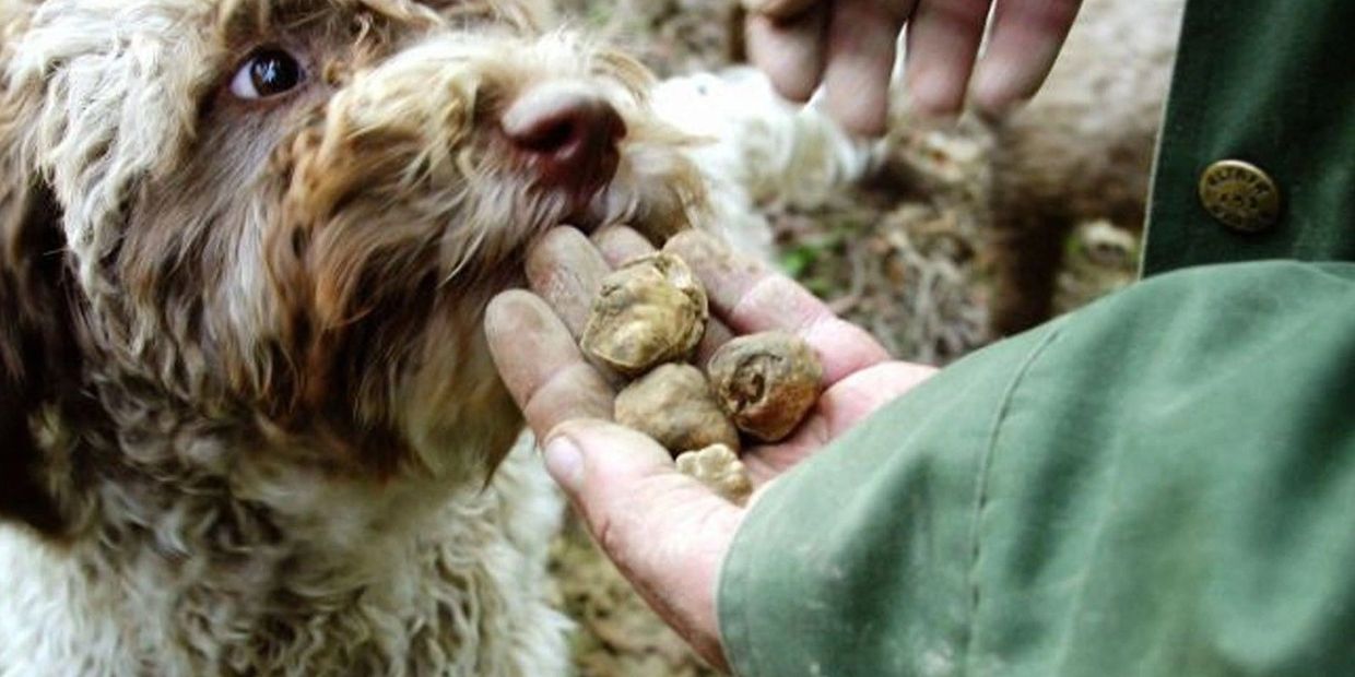 Lagotto, Portuguese water dog, Truffles, black truffle, white truffle, truffle hunter