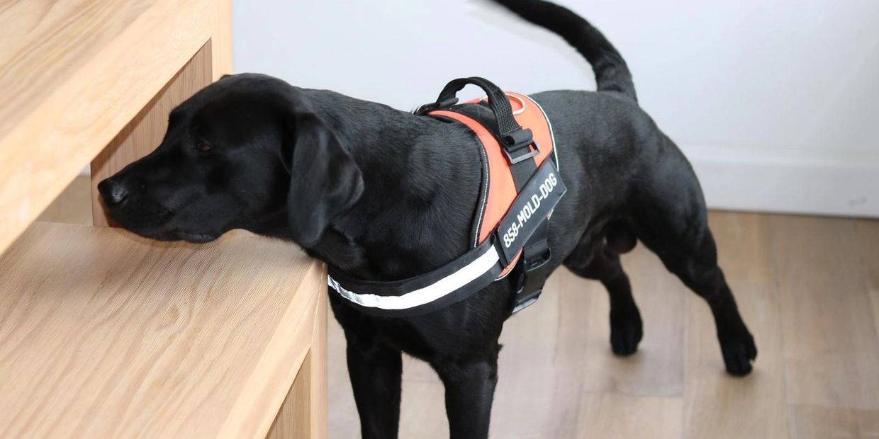 black  mold 
mold dog
mold dog near me
mold inspection
mold inspection near me
