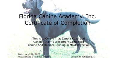black mold, mold inspection,mold dog, canine mold detection, mold inspection near me, mold detection
