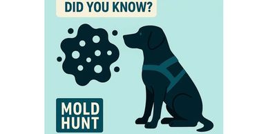 black mold, mold inspection,mold dog, canine mold detection, mold inspection near me, mold detection