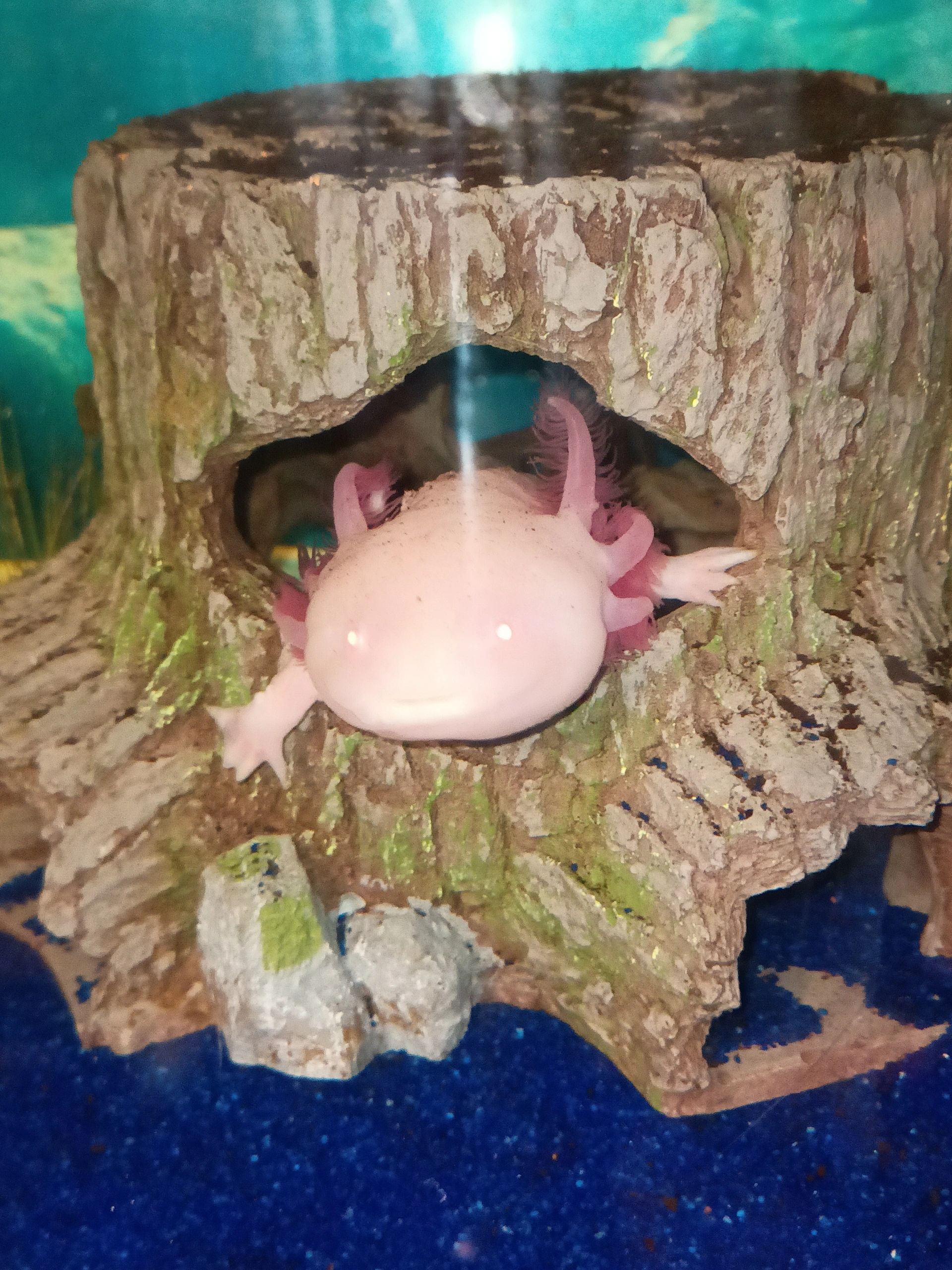axolotl hides for sale