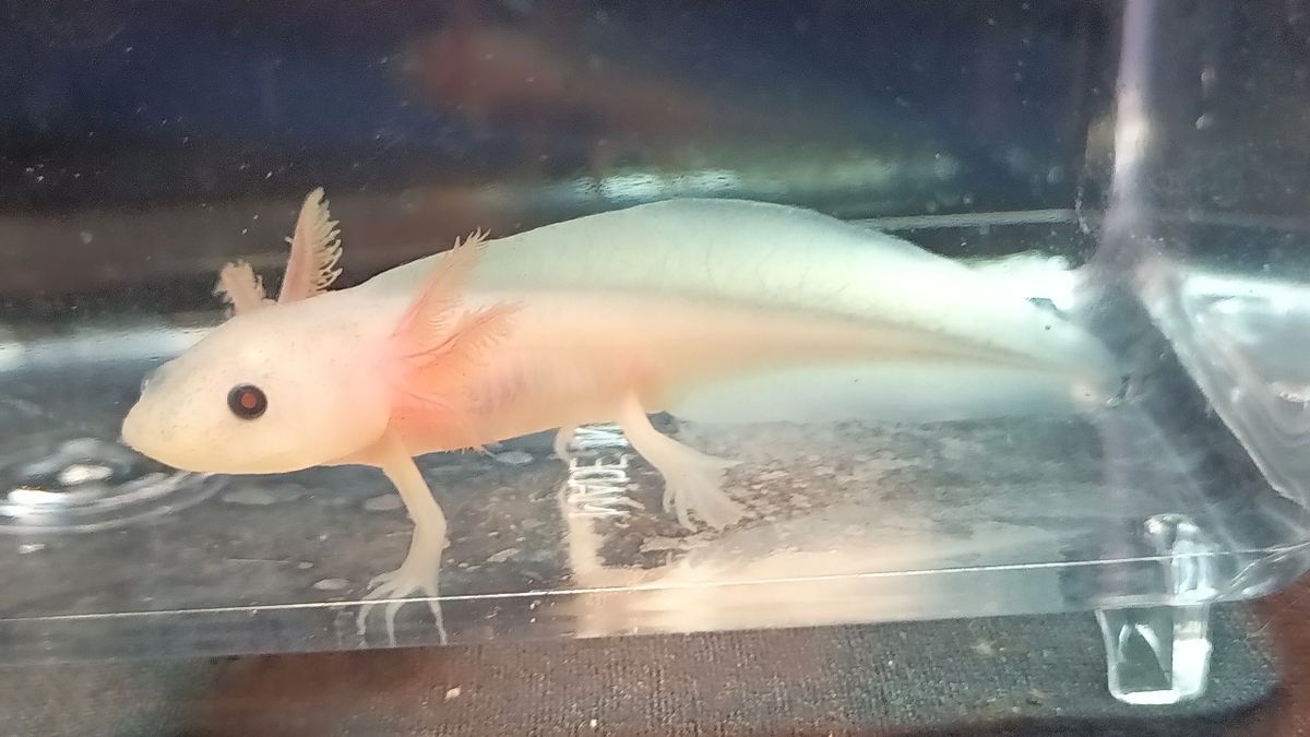 "Larry" Melanoid Copper Leucistic Axolotl