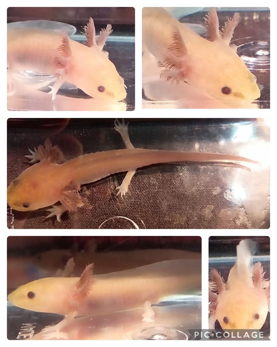 "Cedric" Melanoid Axanthic Copper Axolotl