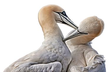 Two swans preening one another's necks