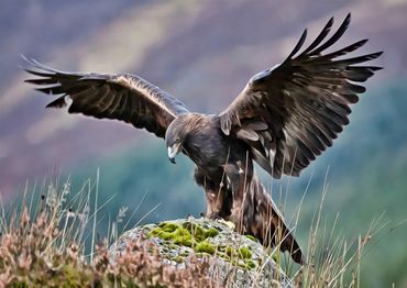 A Golden Eagle coming into land, watching something below it with its wings spread out.