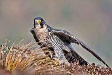 Falcon bird with the left wing slightly out as though ready to take off