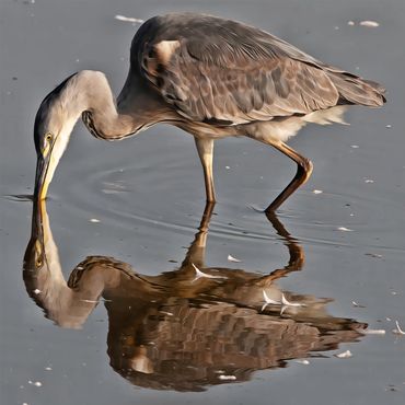 Heron drinking from a pool of water, with it's reflection mirrored on the forefront of the image.