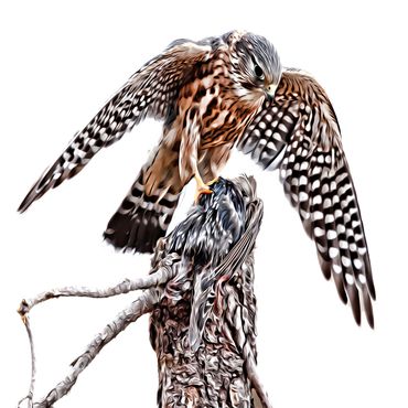 A Merlin bird sat on the top of a branch, watching something below it.