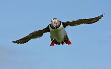 A puffin flying through the air holding lots of fish in it's beak, against a cloudless blue sky