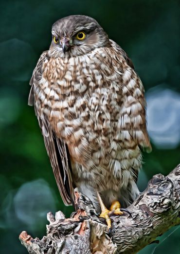 A sparrow hawk bird sat on a branch, watching and waiting