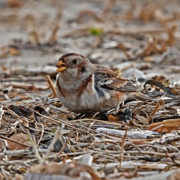 A skylark bird sat on the ground tweeting