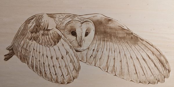 Barn owl in flight, with its wings closed, laser engraved onto wood.