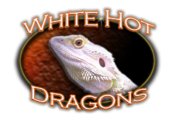 WHITE HOT DRAGONS