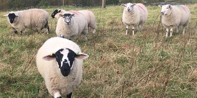 derbyshire gritstone ewe sheep field olde house farm cragg vale calderdale west yorkshire family hol